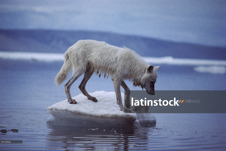 Lobo Ártico (Canis lupus) en témpano de hielo, isla de Ellesmere, Nunavut, Canadá