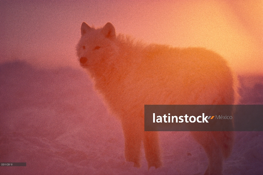 Lobo Ártico (Canis lupus) siluetas al atardecer, isla de Ellesmere, Nunavut, Canadá