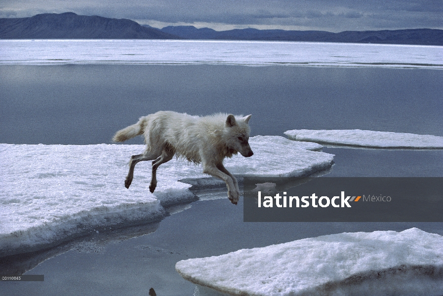 Lobo Ártico (Canis lupus) saltando en témpano de hielo, isla de Ellesmere, Nunavut, Canadá