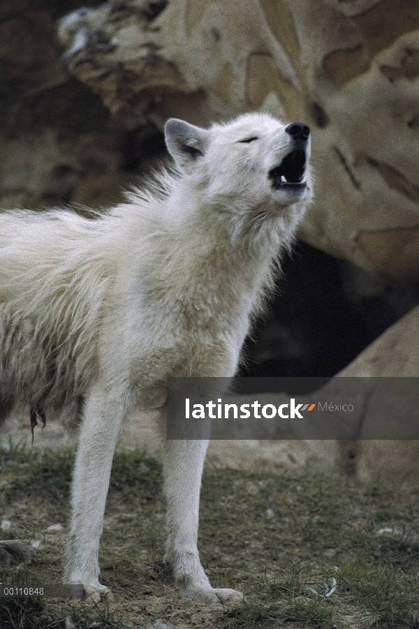 Lobo Ártico (Canis lupus), aullidos, isla de Ellesmere, Nunavut, Canadá