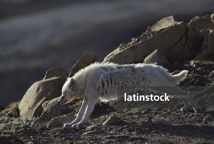 Lobo Ártico (Canis lupus), estiramientos, isla de Ellesmere, Nunavut, Canadá