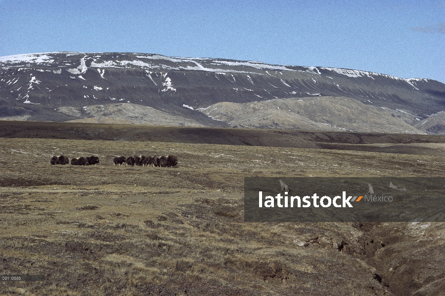 Paquete de lobo Ártico (Canis lupus) persiguiendo a manada de buey almizclero (Ovibos moschatus), is