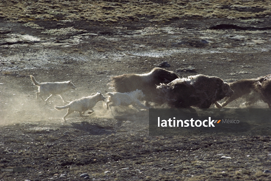 Paquete de lobo Ártico (Canis lupus) que caza en manada de buey almizclero (Ovibos moschatus), isla 