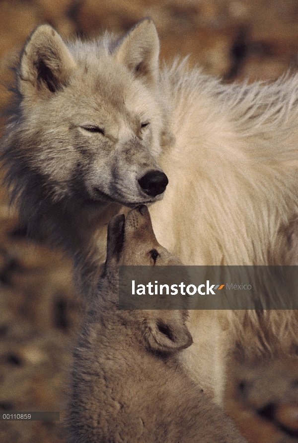 Cachorro de lobo Ártico (Canis lupus) mendigando comida del padre, isla de Ellesmere, Nunavut, Canad