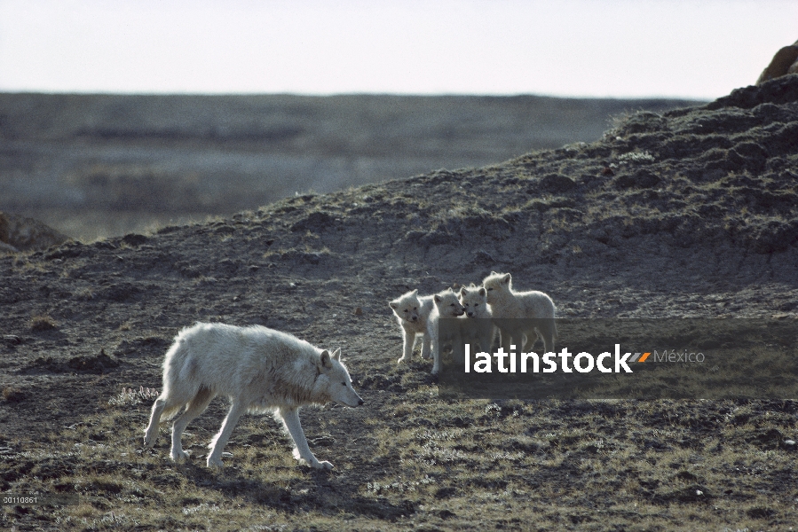 Lobo Ártico (Canis lupus) con cachorros, isla de Ellesmere, Nunavut, Canadá