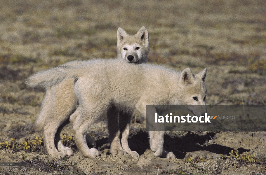 Crías de lobo Ártico (Canis lupus), isla de Ellesmere, Nunavut, Canadá