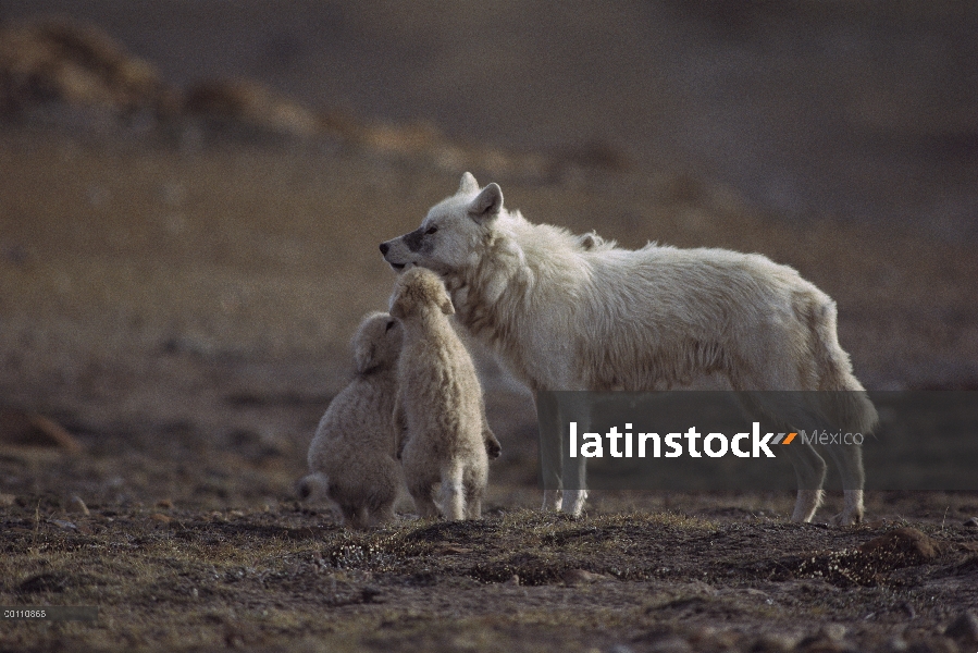 Lobo Ártico (Canis lupus) cachorros mendigando comida de un padre, isla de Ellesmere, Nunavut, Canad