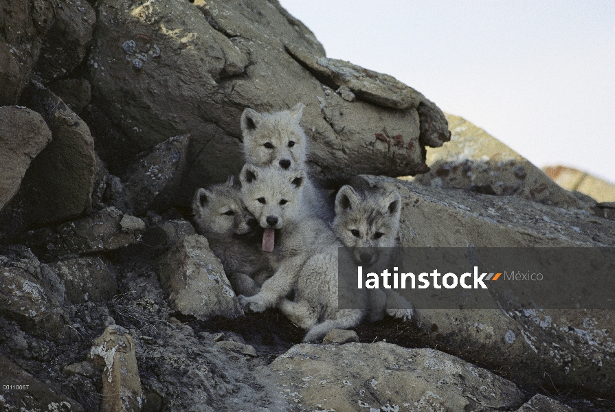 Cachorros de lobo Ártico (Canis lupus) en la entrada de la guarida, isla de Ellesmere, Nunavut, Cana