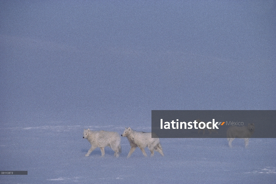 Grupo lobo Ártico (Canis lupus) en nieve, isla de Ellesmere, Nunavut, Canadá