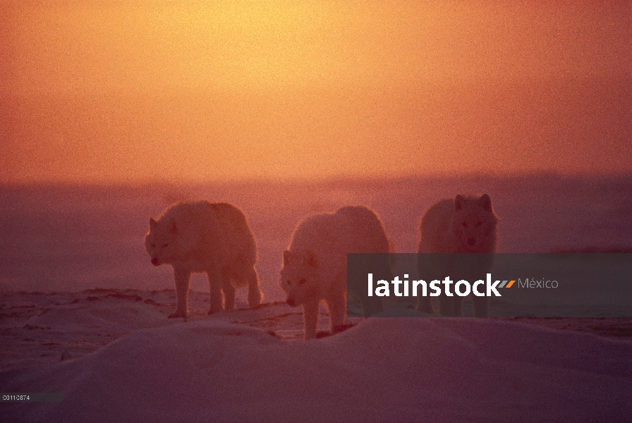 Trío de lobo Ártico (Canis lupus) al atardecer, isla de Ellesmere, Nunavut, Canadá