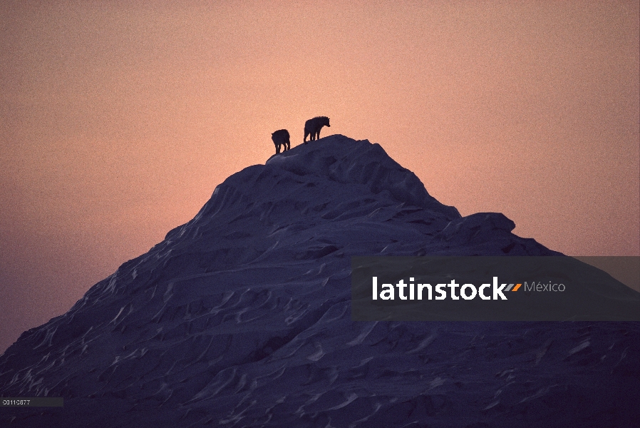 Par de lobo Ártico (Canis lupus) recorta en iceberg, isla de Ellesmere, Nunavut, Canadá