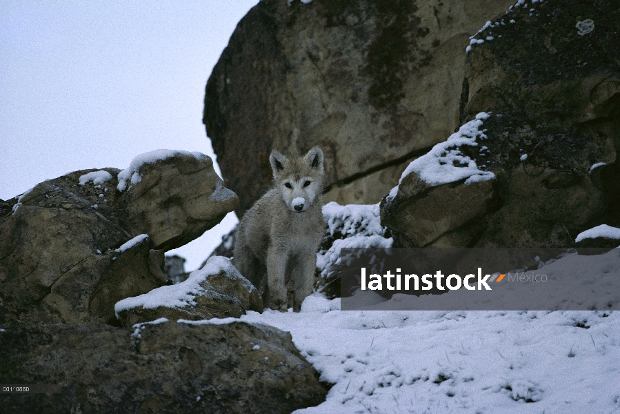 Cachorro de lobo Ártico (Canis lupus) cerca de den, isla de Ellesmere, Nunavut, Canadá