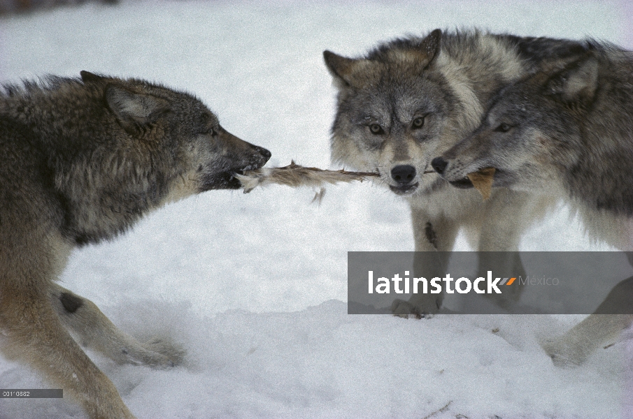 Trío de lobo (Canis lupus) tirando en piel de venado de cola blanca (Odocoileus virginianus), Minnes