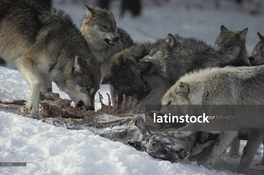 Paquete de lobo (Canis lupus) de alimentación en el canal de venado, Minnesota