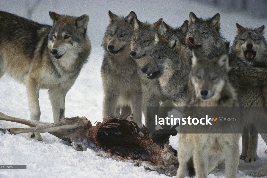 Paquete de lobo (Canis lupus) en matar venados de cola blanca (Odocoileus virginianus), Minnesota