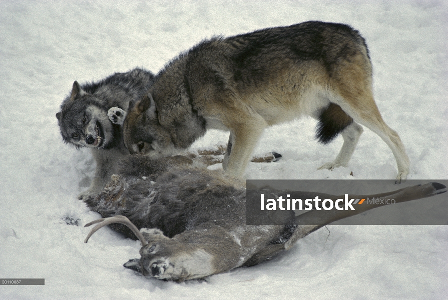 Par de lobo (Canis lupus) de alimentación en el canal de venado de cola blanca (Odocoileus virginian