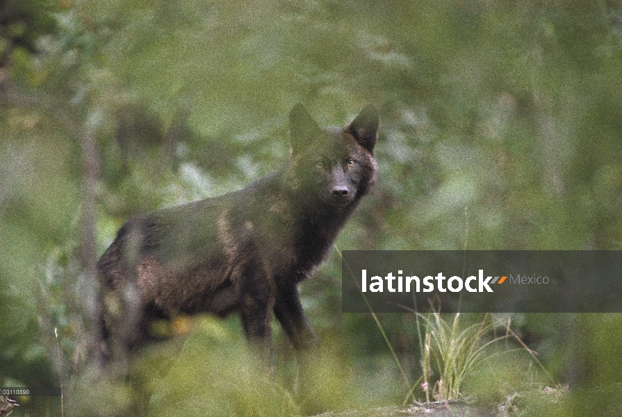 Lobo (Canis lupus) en bosque, Minnesota