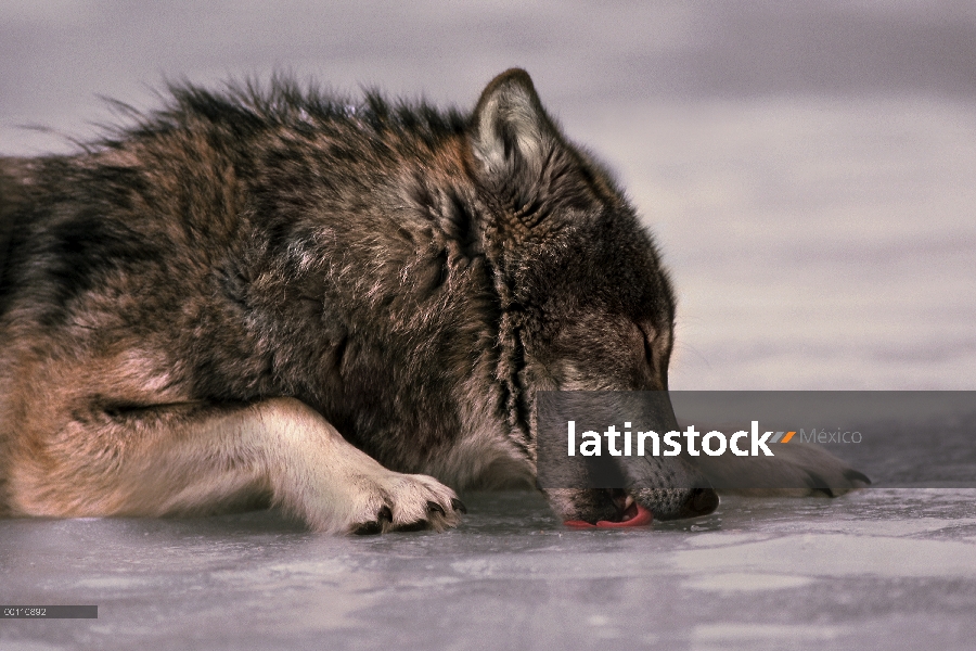 Lobo (lupus de Canis) lamer el hielo, Minnesota