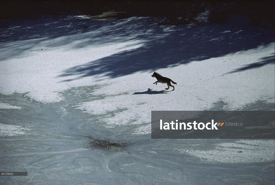 Lobo (Canis lupus) que atraviesa el lago congelado, Minnesota