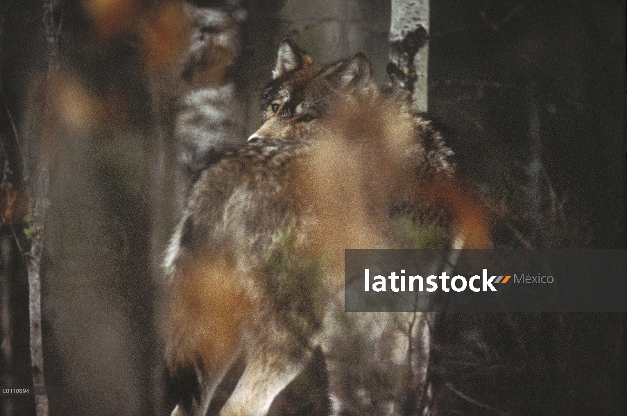 Lobo (lupus de Canis) mirando hacia atrás sobre su hombro a través de árboles, Minnesota