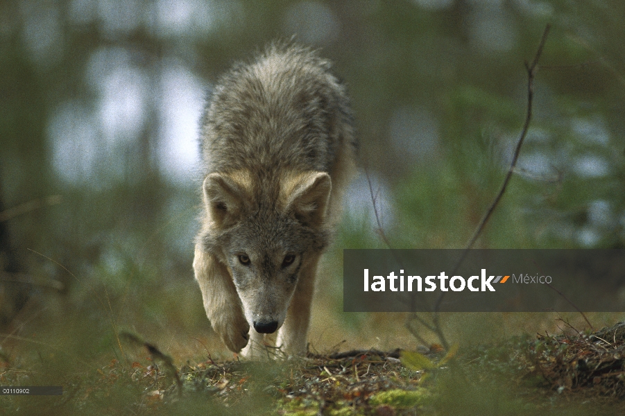 Juvenil de lobo (Canis lupus), Minnesota