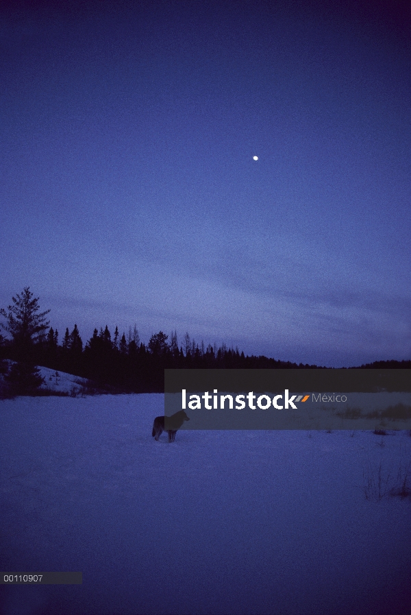 Lobo (Canis lupus) en el crepúsculo bajo la luna, Minnesota