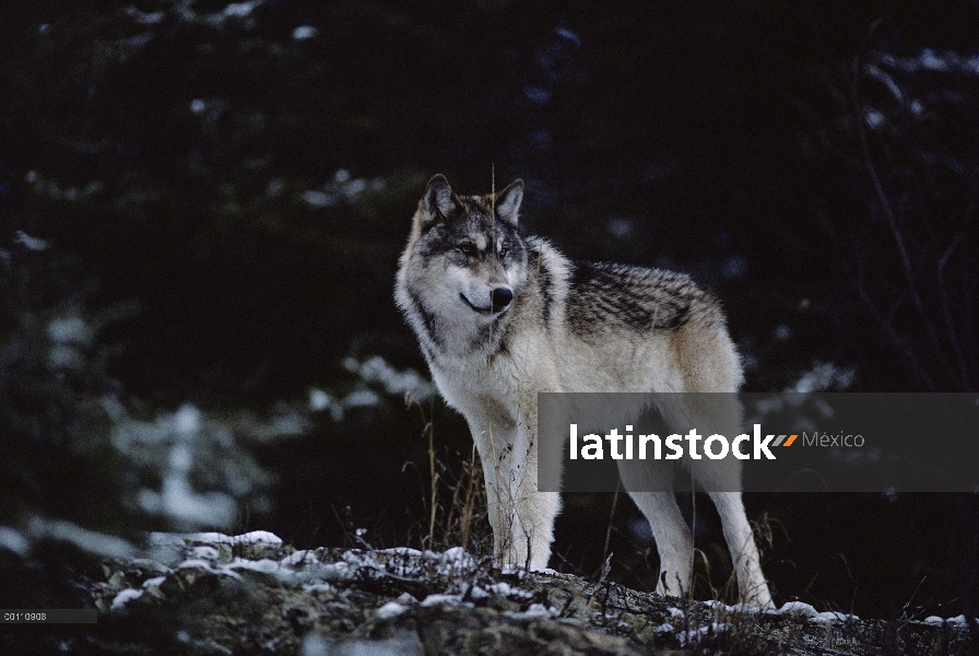 Retrato de lobo (Canis lupus), Minnesota