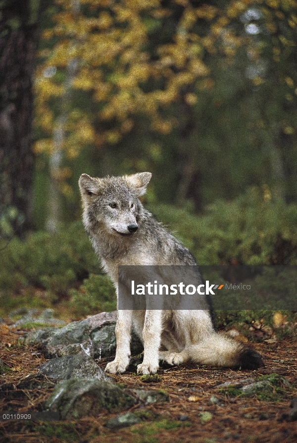 Sesión juvenil de lobo (Canis lupus) en el bosque, Minnesota