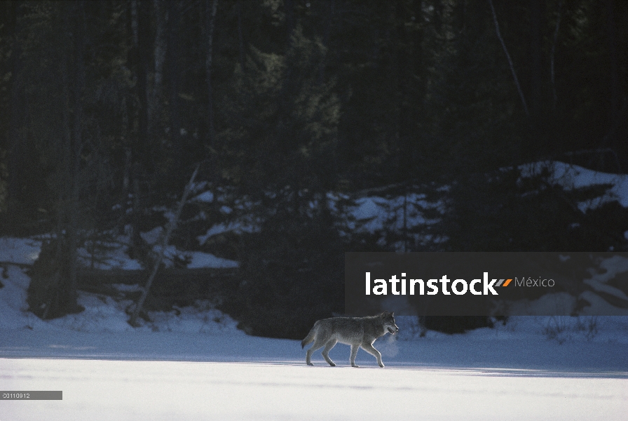 Lobo (lupus de Canis) caminando en el hielo, Minnesota