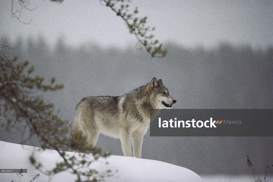 Lobo (Canis lupus) en nieve, Minnesota