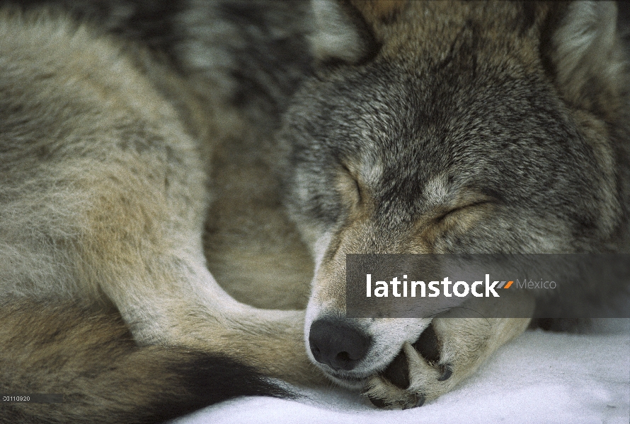 Lobo (lupus de Canis) durmiendo, Minnesota