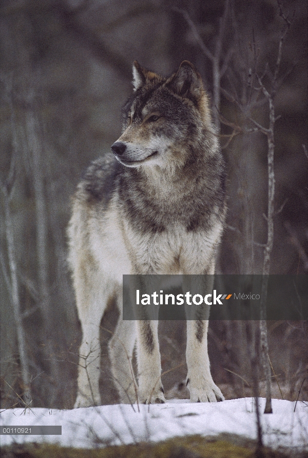 Retrato de lobo (Canis lupus), Minnesota