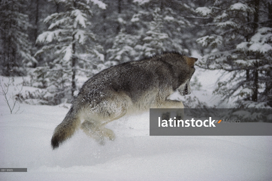 Lobo (lupus de Canis) pouncing en mouse bajo la nieve, Minnesota