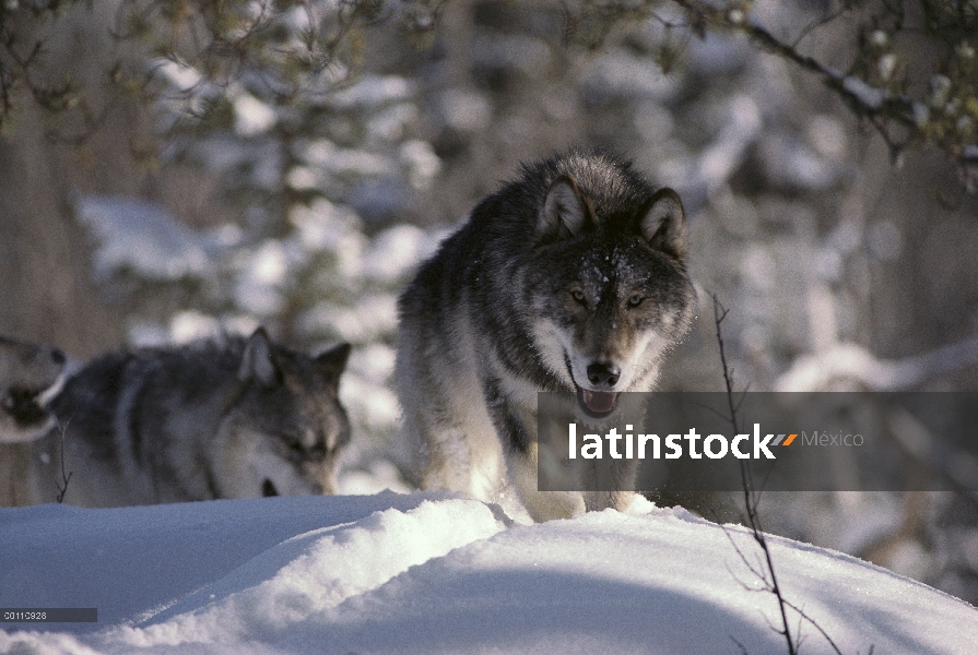 Par de lobo (Canis lupus) en nieve, Minnesota