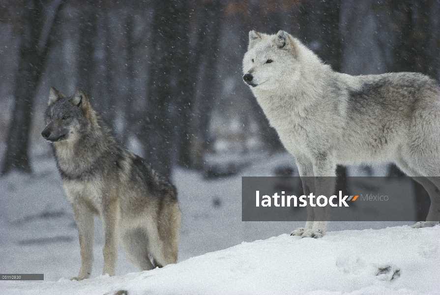 Par de lobo (Canis lupus) en invierno, Minnesota