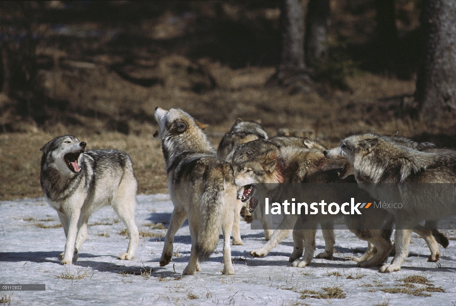 Paquete de lobo (Canis lupus) grito, Nova Scotia, Canadá