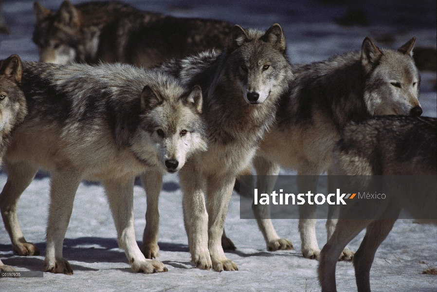 Paquete de lobo (Canis lupus), Minnesota