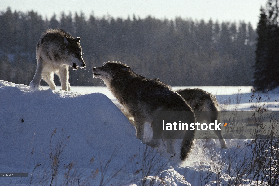 Lobo (Canis lupus) que muestran dominancia, Minnesota