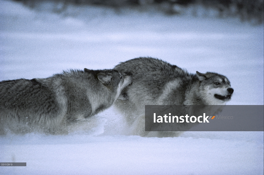 Lobo (lupus de Canis) par correr y jugar en la nieve, Minnesota