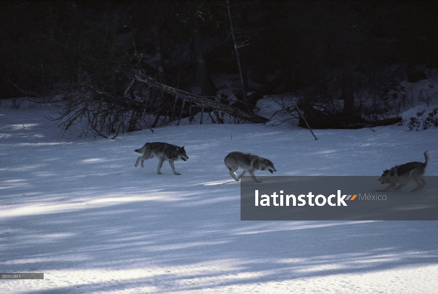 Trío de lobo (Canis lupus) jugando en la nieve, Minnesota