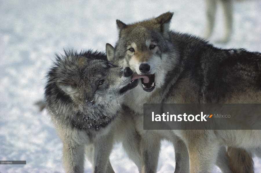 Muestra individual sumiso lobo (Canis lupus) afecto hacia el macho dominante, Minnesota