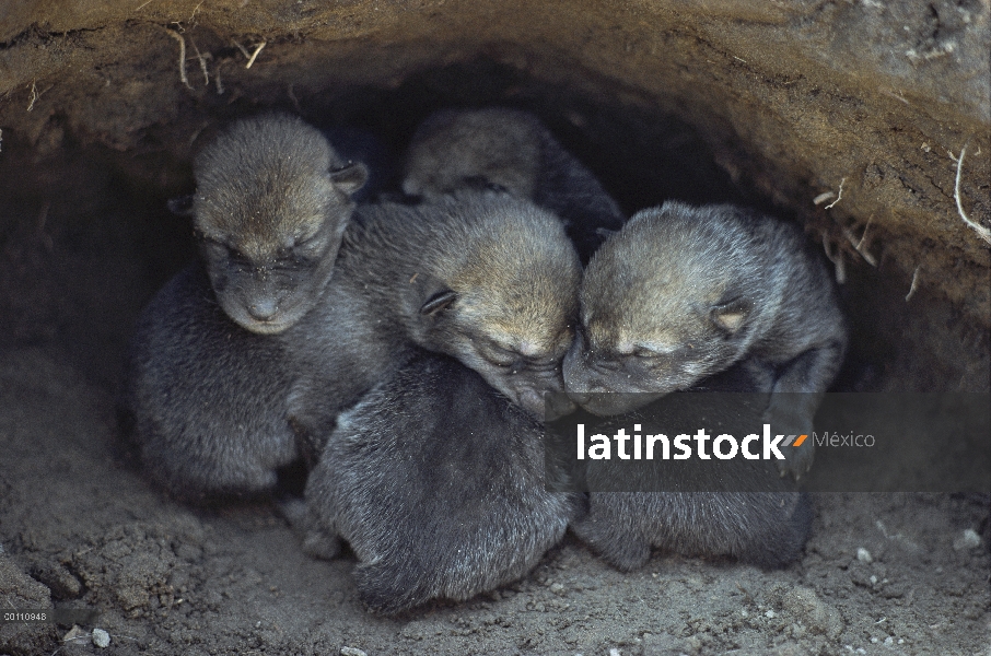 Cachorros de lobo (Canis lupus) en den, Minnesota