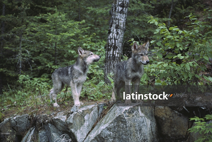 Cachorros de lobo (Canis lupus) en el bosque, Minnesota