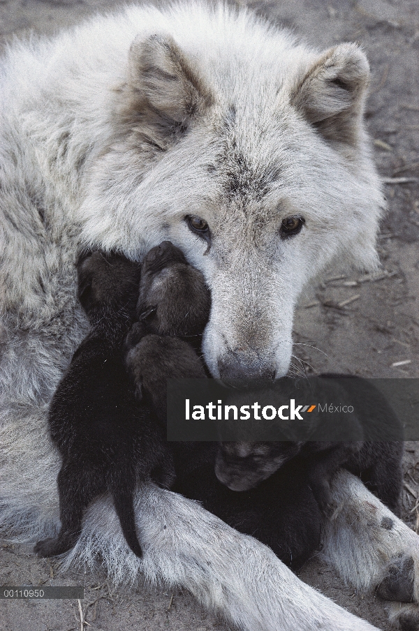 Madre de lobo (Canis lupus) con camada de cachorros, Minnesota