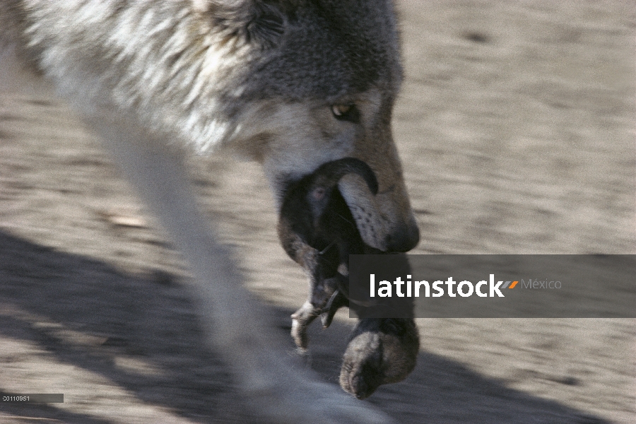 Madre de lobo (Canis lupus) que cría en la boca, Minnesota