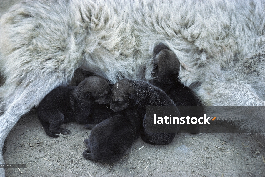 Cachorros de lobo (Canis lupus) de enfermería, Minnesota