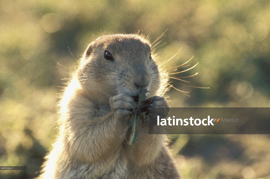 Perro negro-atado de la pradera (ludovicianus de Cynomys) comiendo hierba, Dakota del sur