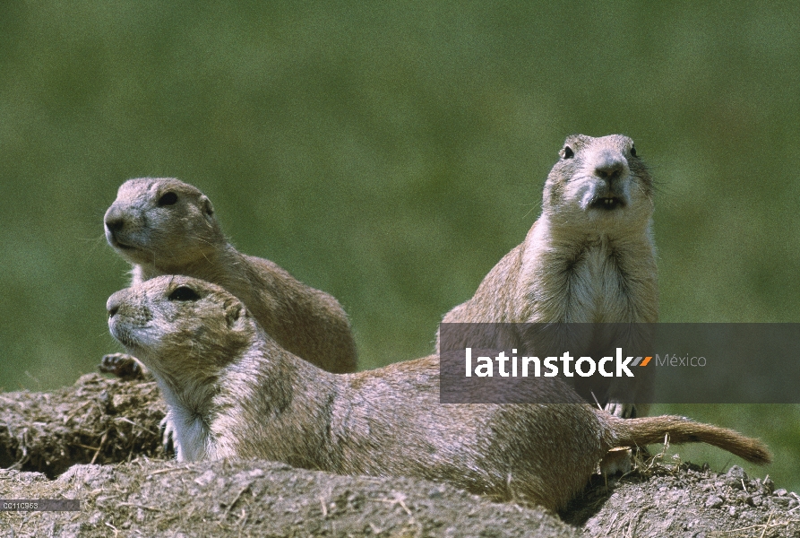 Trío de perro de la pradera (ludovicianus de Cynomys) negro-cola en la entrada de la madriguera, Dak