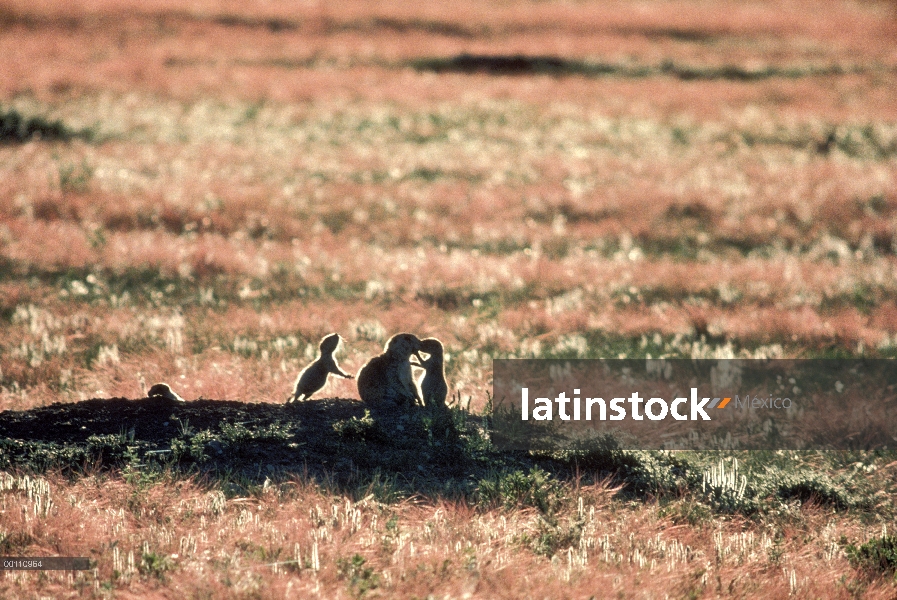 Grupo de perro de la pradera (ludovicianus de Cynomys) negro-cola en la entrada de la madriguera, Da