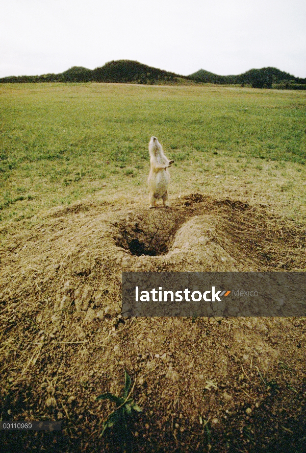 Perro negro-atado de la pradera (ludovicianus de Cynomys) ladrar mientras que de pie sobre sus patas